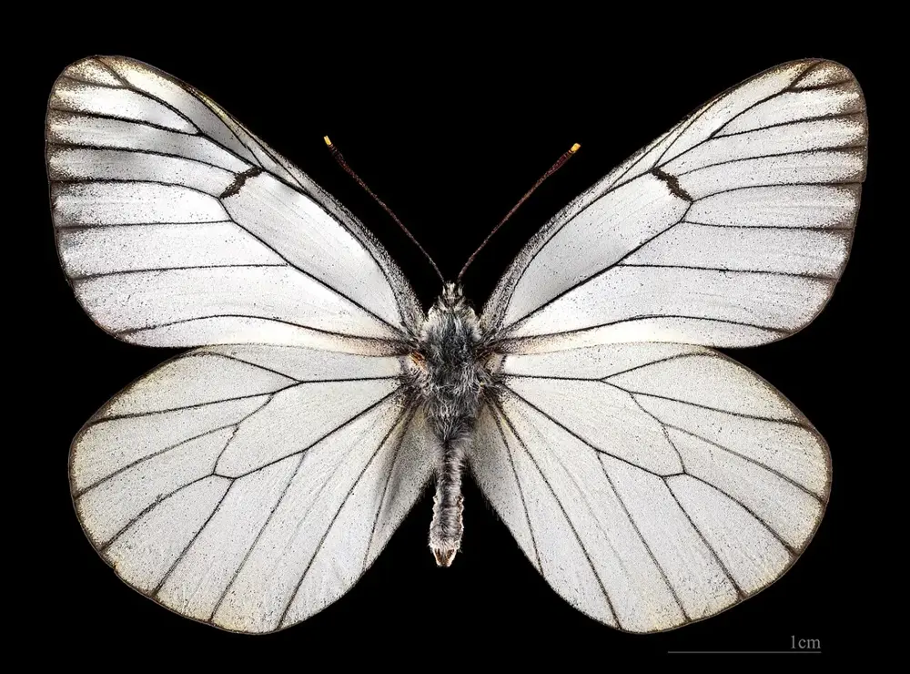 (MHNT) Aporia crataegi- Foret de Soreze Tarn France - male dorsal