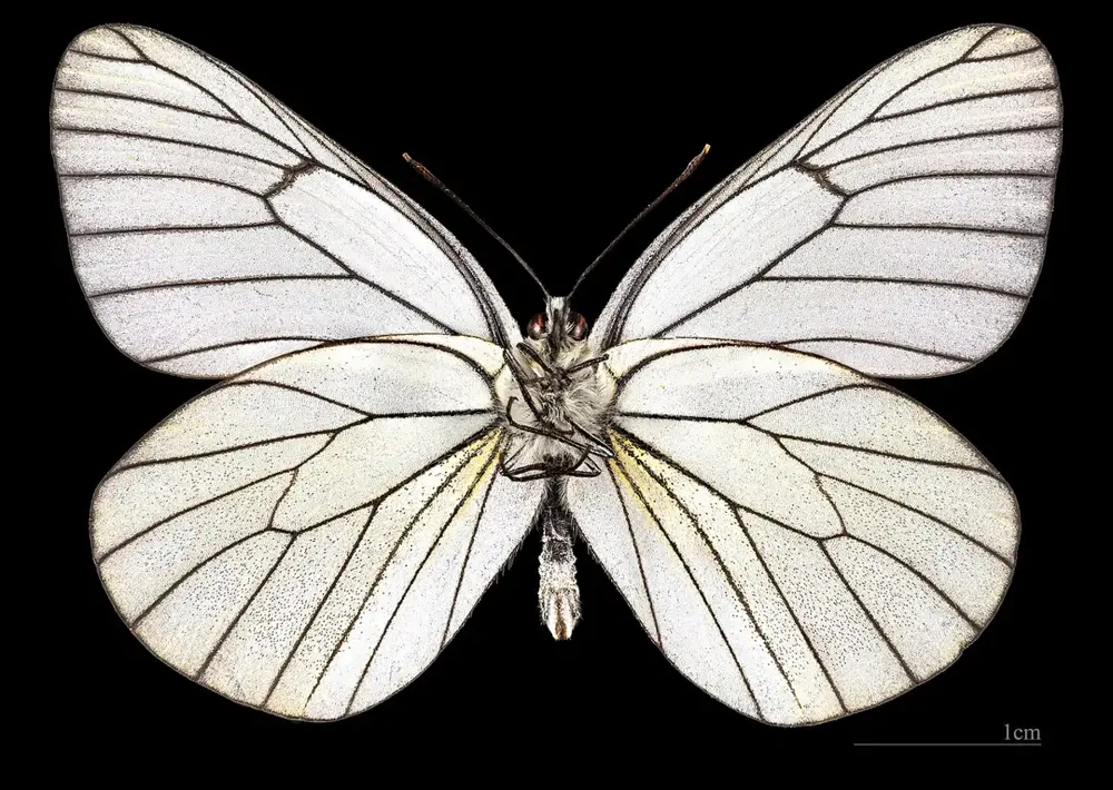 (MHNT) Aporia crataegi- Foret de Soreze Tarn France - male ventral